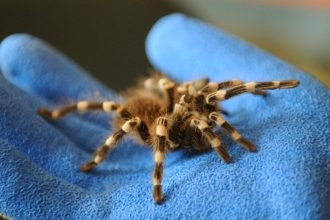 Do Nemecka pasovali tarantuly v obaloch susienok