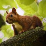 Invazne druhy zivocichov sa na Slovensko dostavaju obchodovanim a dopravou