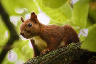Invazne druhy zivocichov sa na Slovensko dostavaju obchodovanim a dopravou