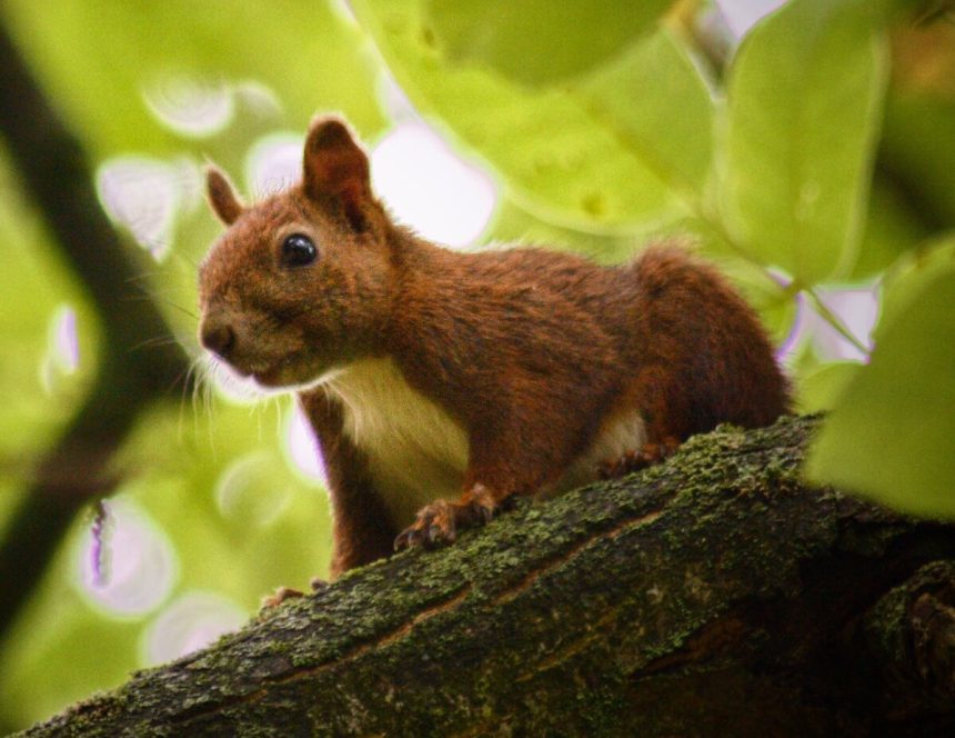 Invazne druhy zivocichov sa na Slovensko dostavaju obchodovanim a dopravou