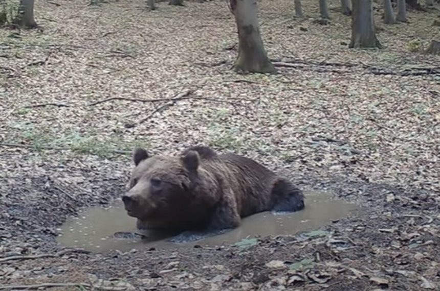 Martincan monitoruje horsky wellness unikatne zabery z lesa