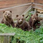 Medveda Huga previezli z kosickej ZOO do Francuzska