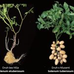 Bez paradajky by neboli zemiaky Ako vznikli hluzy