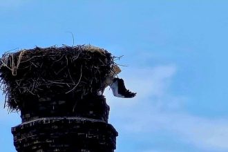 Bocian sa zamotal do siete a uviazol na komine