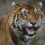 Tiger usmrtil osetrovatela v Jeruzalemskej zoo