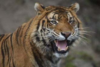 Tiger usmrtil osetrovatela v Jeruzalemskej zoo