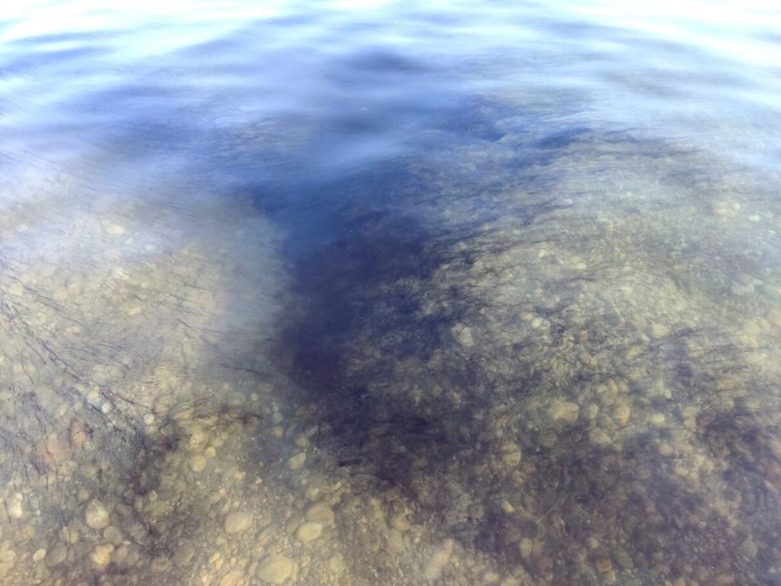 V niektorych bratislavskych jazerach eviduju nalevnika zdraviu neskodi