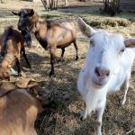 Cudzinec Skusal som pracovat na slovenskej farme