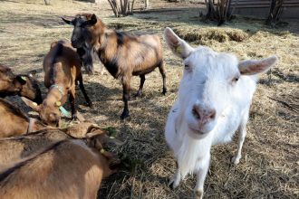 Cudzinec Skusal som pracovat na slovenskej farme
