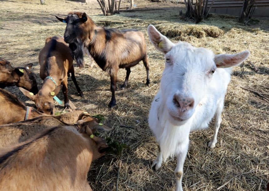 Cudzinec Skusal som pracovat na slovenskej farme