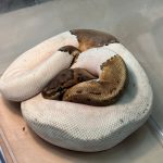 Na najvacsom sidlisku nasli opusteneho python