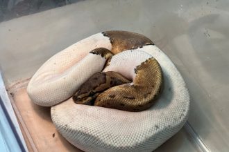 Na najvacsom sidlisku nasli opusteneho python