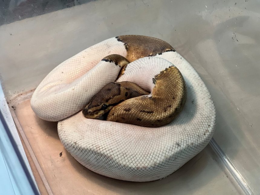 Na najvacsom sidlisku nasli opusteneho python