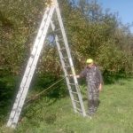 Pavol zveladuje stary jablkovy sad v Bytci