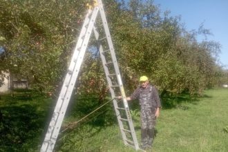 Pavol zveladuje stary jablkovy sad v Bytci