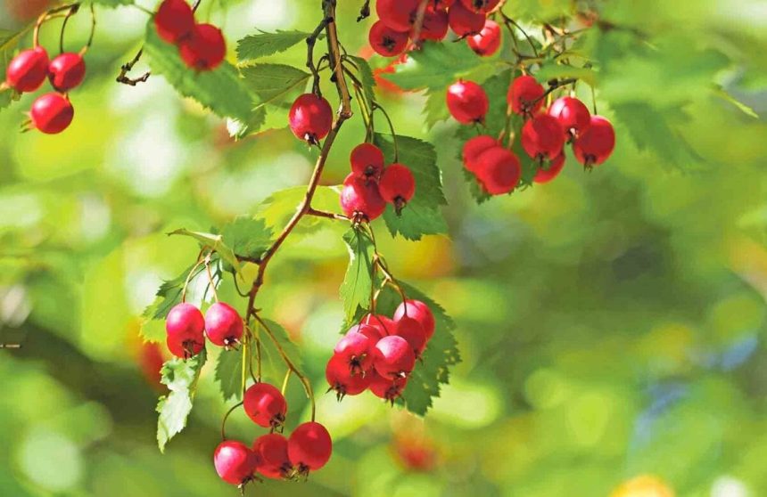 Spoznajte recepty z hlohu obycajneho a jeho benefity