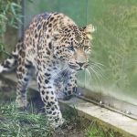 V kosickej zoo pribudne parik velkej macky