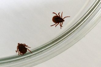 Juh Ciech bojuje s vlnou boreliozy