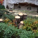 Strnast vyrubanych stromov v centre mesta pritahuje pozornost