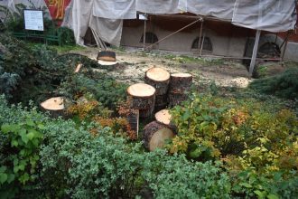 Strnast vyrubanych stromov v centre mesta pritahuje pozornost