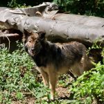 V Cernobyle sa tula modre psy Skusaju ich odchytit a zistit pricinu