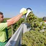 Vinohrady trapia tradicna mucnatka a peronospora