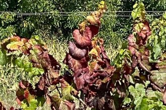 Epidemia zlateho zltnutia zasiahla osem okresov