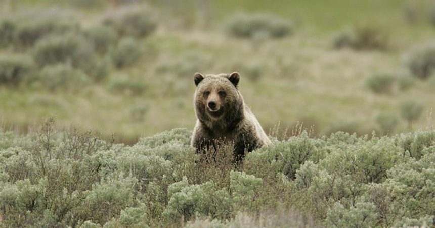 Grizly v Kanade zautocil na skolsku vypravu