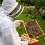 Kedysi vcely zivili vcelara dnes vcelar vcely