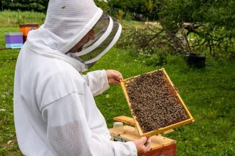 Kedysi vcely zivili vcelara dnes vcelar vcely