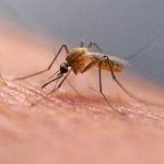 Kuba bojuje s epidemiou choroby chikungunya nedostatkom liekov a potravin