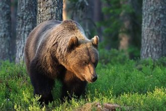 Medvedica zautocila na parkovych pracovnikov zastrelili ju v sebaobrane