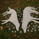 Ochrancovia ziadaju o zastavenie lovu vlkov