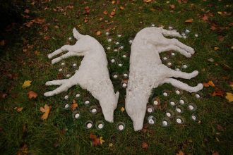 Ochrancovia ziadaju o zastavenie lovu vlkov