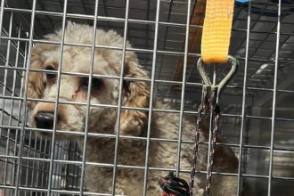 Prievidzska veterinarna sprava zhabala 277 psov