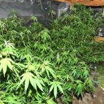 Vypestovali konope za 82 tisic eur sud ich oslobodil