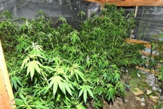 Vypestovali konope za 82 tisic eur sud ich oslobodil