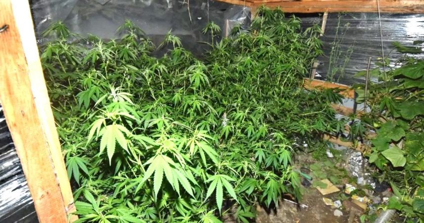 Vypestovali konope za 82 tisic eur sud ich oslobodil