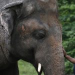 India Vlak narazil do stada slonov zabil sedem a zranil mlada