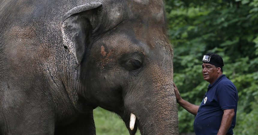 India Vlak narazil do stada slonov zabil sedem a zranil mlada