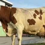 Krava Malina z Tvrdosina prekonala 100 tisic kilogramov mlieka