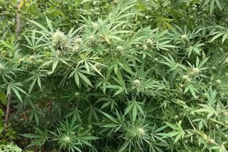 Muz na Povazi si drogu pestoval v zahradke