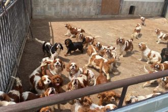 Policia vykonala najvacsi zasah proti mnozeniu psov