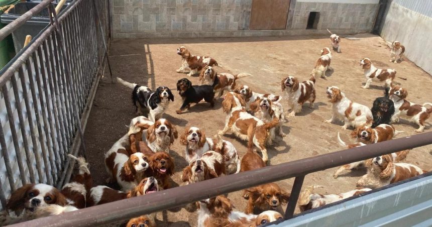 Policia vykonala najvacsi zasah proti mnozeniu psov