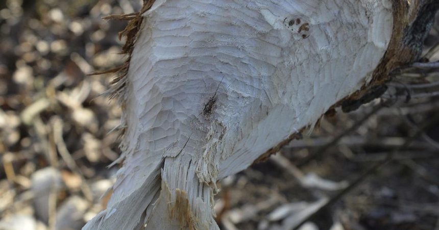 Polsko schvalilo odstrel az do 60 bobrov v Pieninach