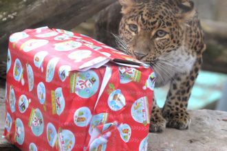 Zvierata z kosickej zoo si uz uzivali vianocne darceky