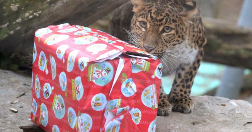 Zvierata z kosickej zoo si uz uzivali vianocne darceky