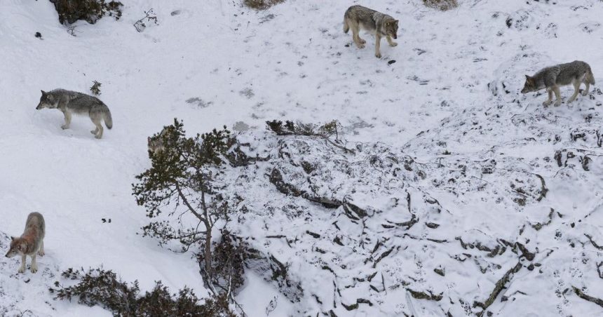 Finsko Polovnici zabili 12 vlkov po zruseni zakazu