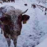 Kravy su v poriadku tvrdia statni veterinari ale realita je inak chybaju pristresky voda a lezoviska