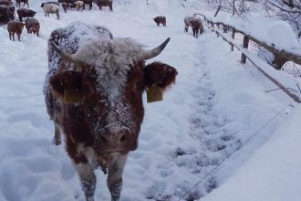 Kravy su v poriadku tvrdia statni veterinari ale realita je inak chybaju pristresky voda a lezoviska